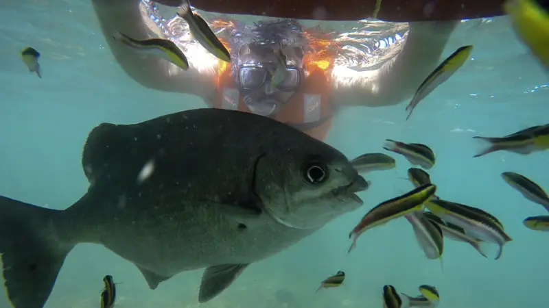Client snorkeling